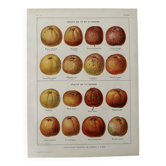 Ancienne planche illustrée sur les pommes à cidre (1920)