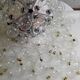 Suspension Taraxacum 88 – Flower – Design by Achille Castiglioni – Very good
