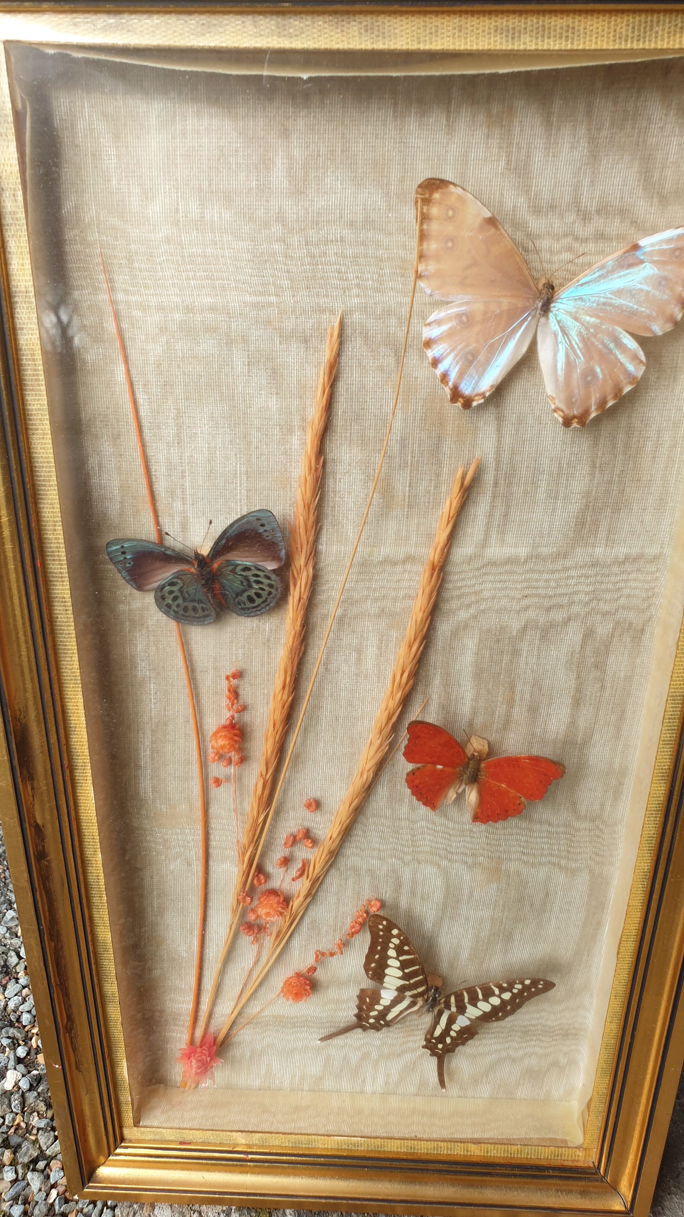 Butterflies under frame