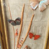 Butterflies under frame