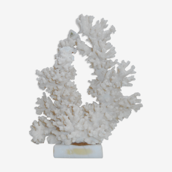 Natural white coral on marble base