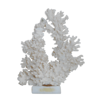 Natural white coral on marble base