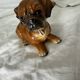 Ceramic dog
