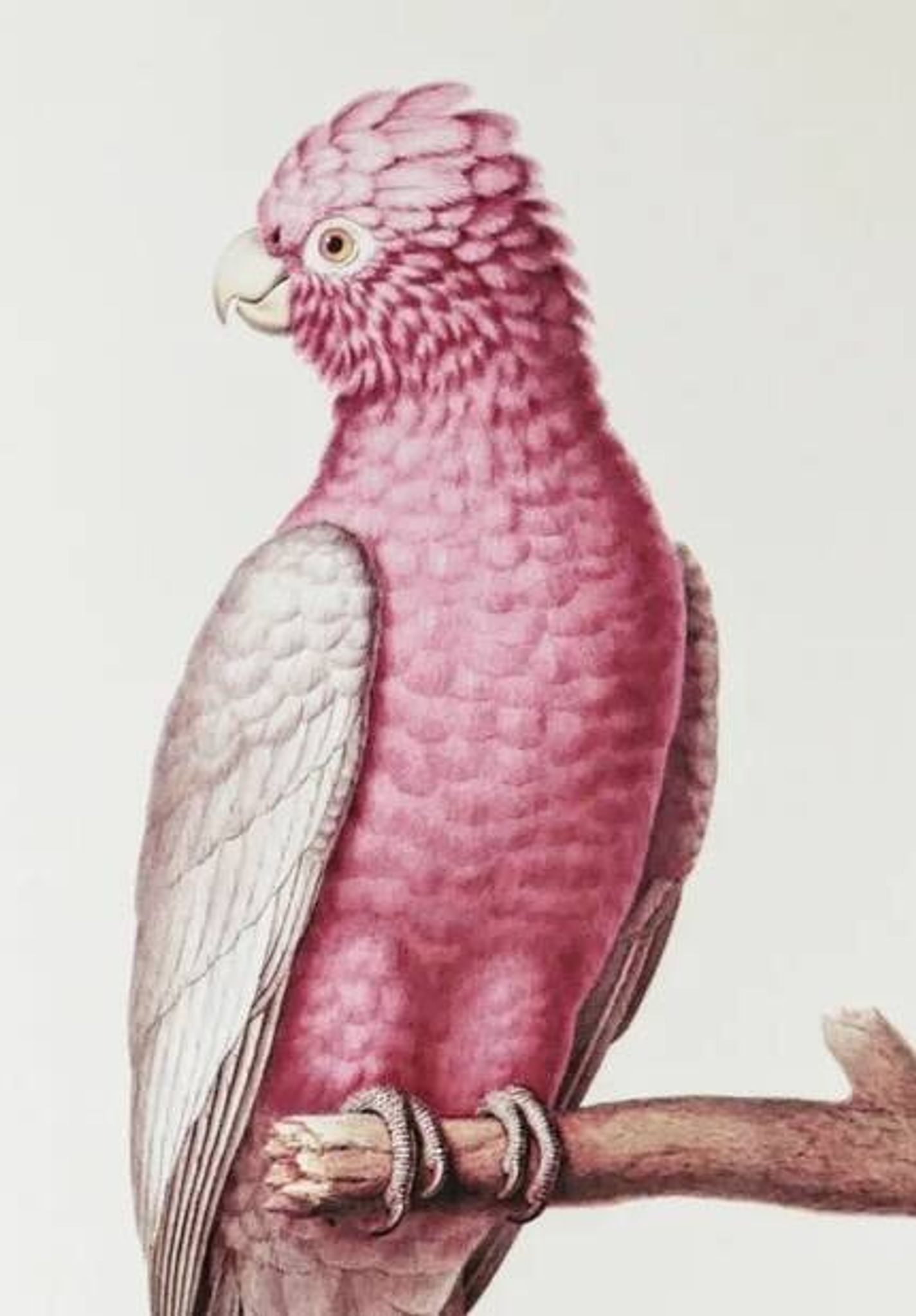 Plates of the bestiary from the Natural History Museum: Rose-breasted Cockatoos.