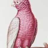 Plates of the bestiary from the Natural History Museum: Rose-breasted Cockatoos.