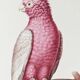 Planches de bestiaire muséum d'histoire naturelle Cacatoés à ventre rose