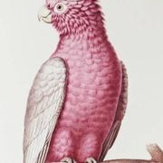 Plates of the bestiary from the Natural History Museum: Rose-breasted Cockatoos.