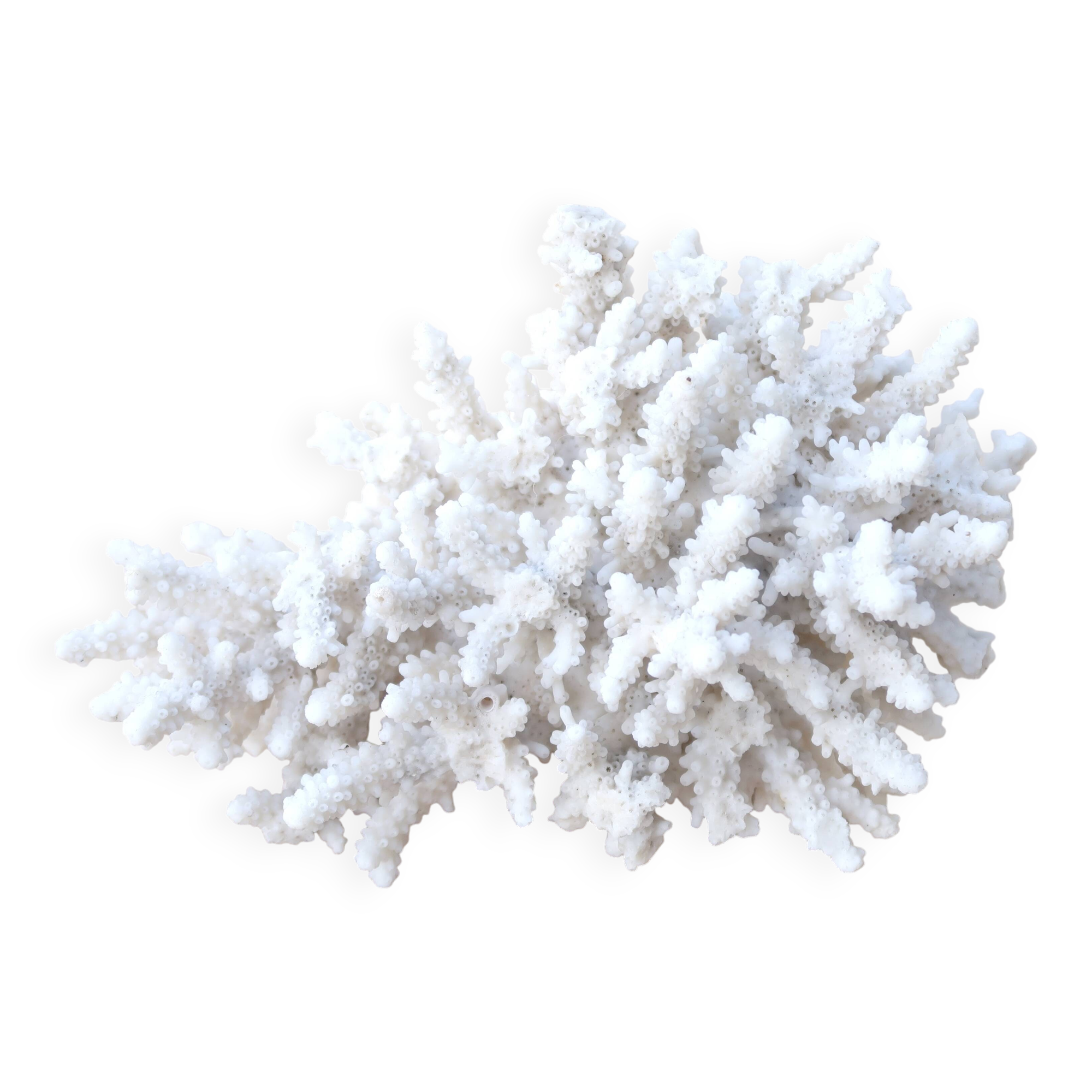 Natural white coral cabinet of curiosities, 1970s