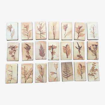 Roger ceramic tiles herbarium model