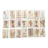 Roger ceramic tiles herbarium model