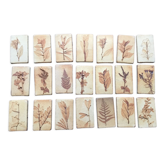 Roger ceramic tiles herbarium model