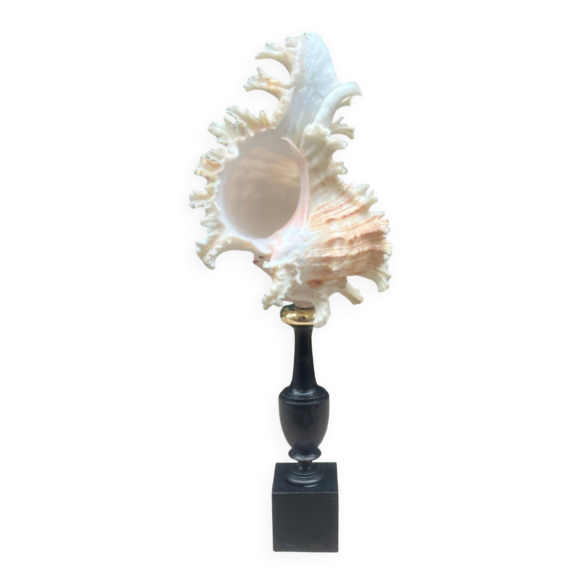 Murex shell on a turned blackened wooden base, 19th century.