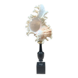 Murex shell on a turned blackened wooden base, 19th century.