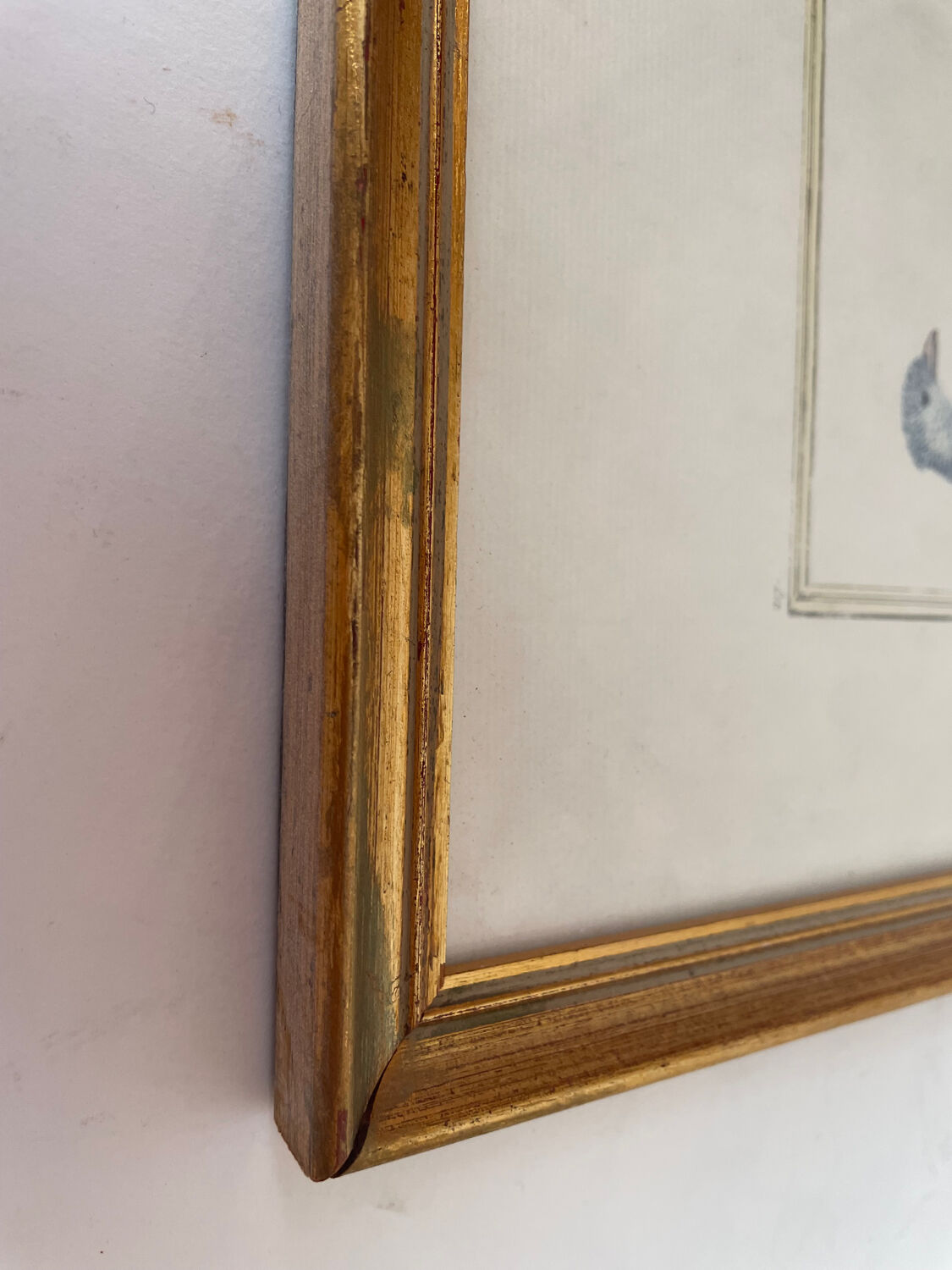 Zoological plate by François Martinet