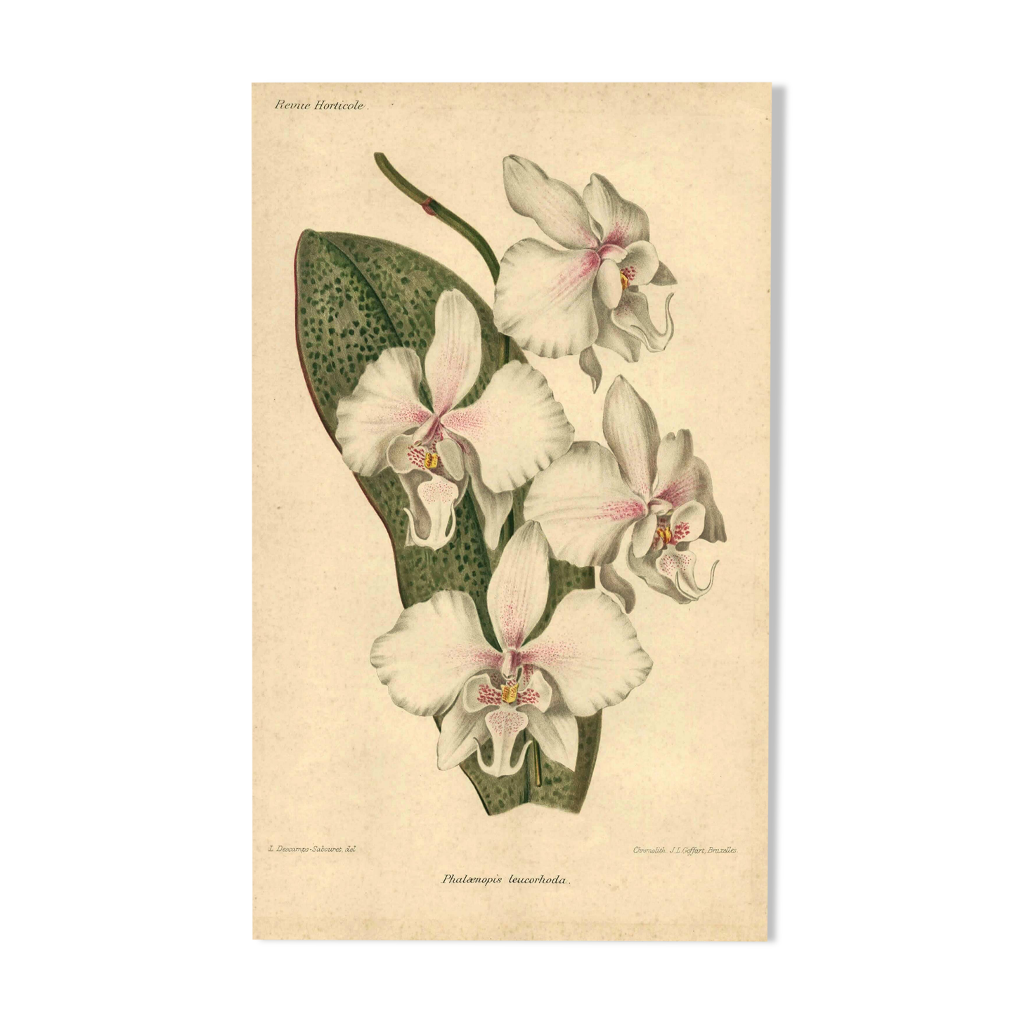 Antique botanical engraving from 1896 by Descamps-Sabouret • Phalaenopsis