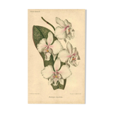 Antique botanical engraving from 1896 by Descamps-Sabouret • Phalaenopsis