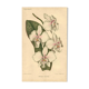 Antique botanical engraving from 1896 by Descamps-Sabouret • Phalaenopsis