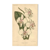 Gravure Botaniquea ancienne de 1896 par Descamps-Sabouret • Phalaenopsis