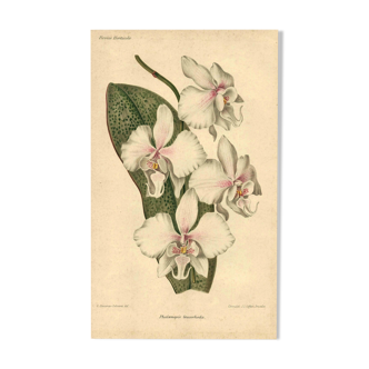 Antique botanical engraving from 1896 by Descamps-Sabouret • Phalaenopsis