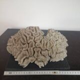 Natural old coral - marine decorative object (21 cm)