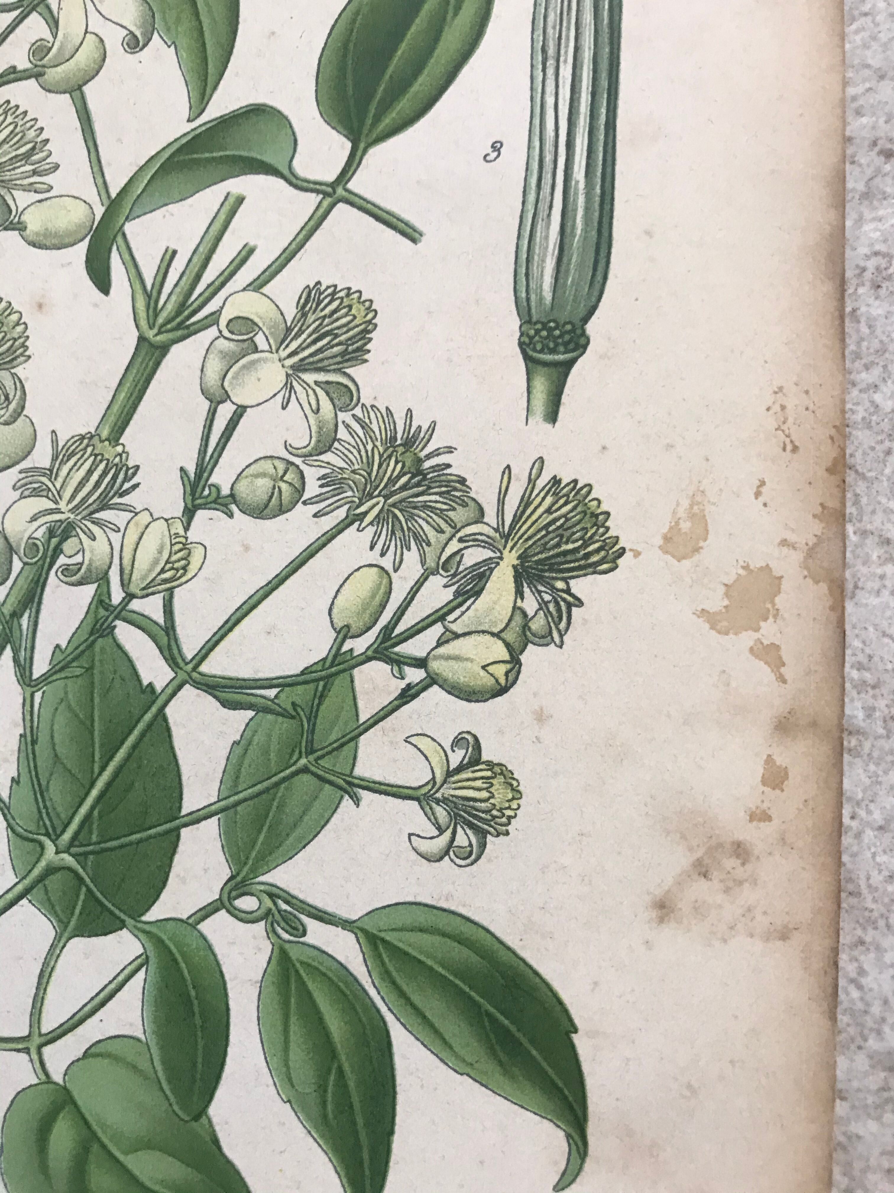 Botanical boards of white flowers 19th