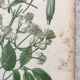 Botanical boards of white flowers 19th