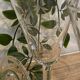 Set of 6 engraved wine glasses