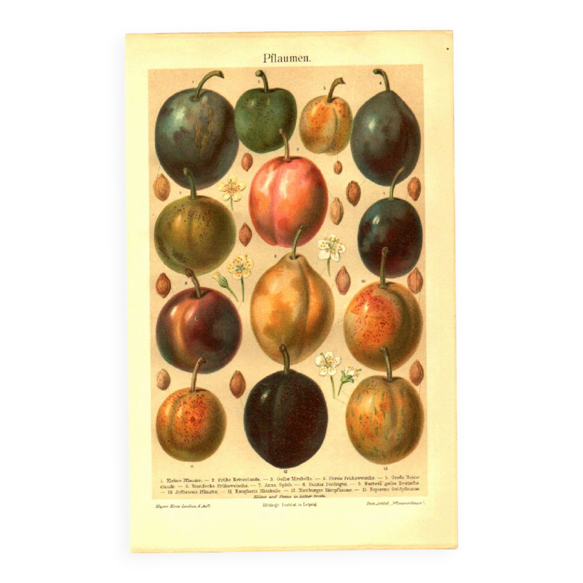 Botanical engraving from 1904 - Plums - Orchard fruit. Vintage lithograph.