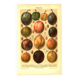 Botanical engraving from 1904 - Plums - Orchard fruit. Vintage lithograph.