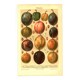 Botanical engraving from 1904 - Plums - Orchard fruit. Vintage lithograph.