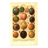 Botanical engraving from 1904 - Plums - Orchard fruit. Vintage lithograph.