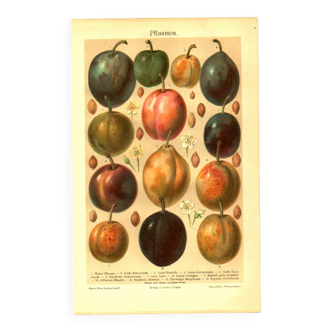 Botanical engraving from 1904 - Plums - Orchard fruit. Vintage lithograph.