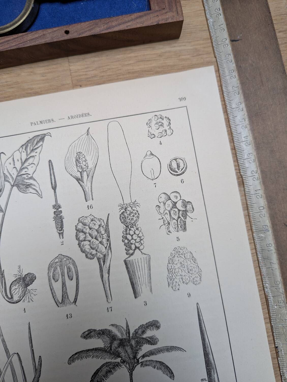 Printed in 1889, Palms and Aroideae. Old botanical plate.