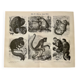 Illustrated plates engraving on the monkeys of the old world I – 1890