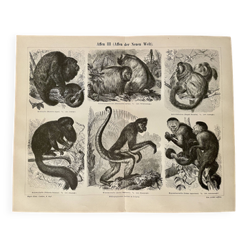 Illustrated plates engraving on the monkeys of the old world I – 1890