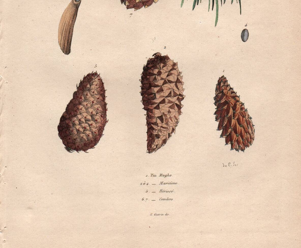 Old engraving from 1839 - Maritime pine and cones - hand-coloured plate