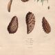 Old engraving from 1839 - Maritime pine and cones - hand-coloured plate
