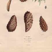 Old engraving from 1839 - Maritime pine and cones - hand-coloured plate
