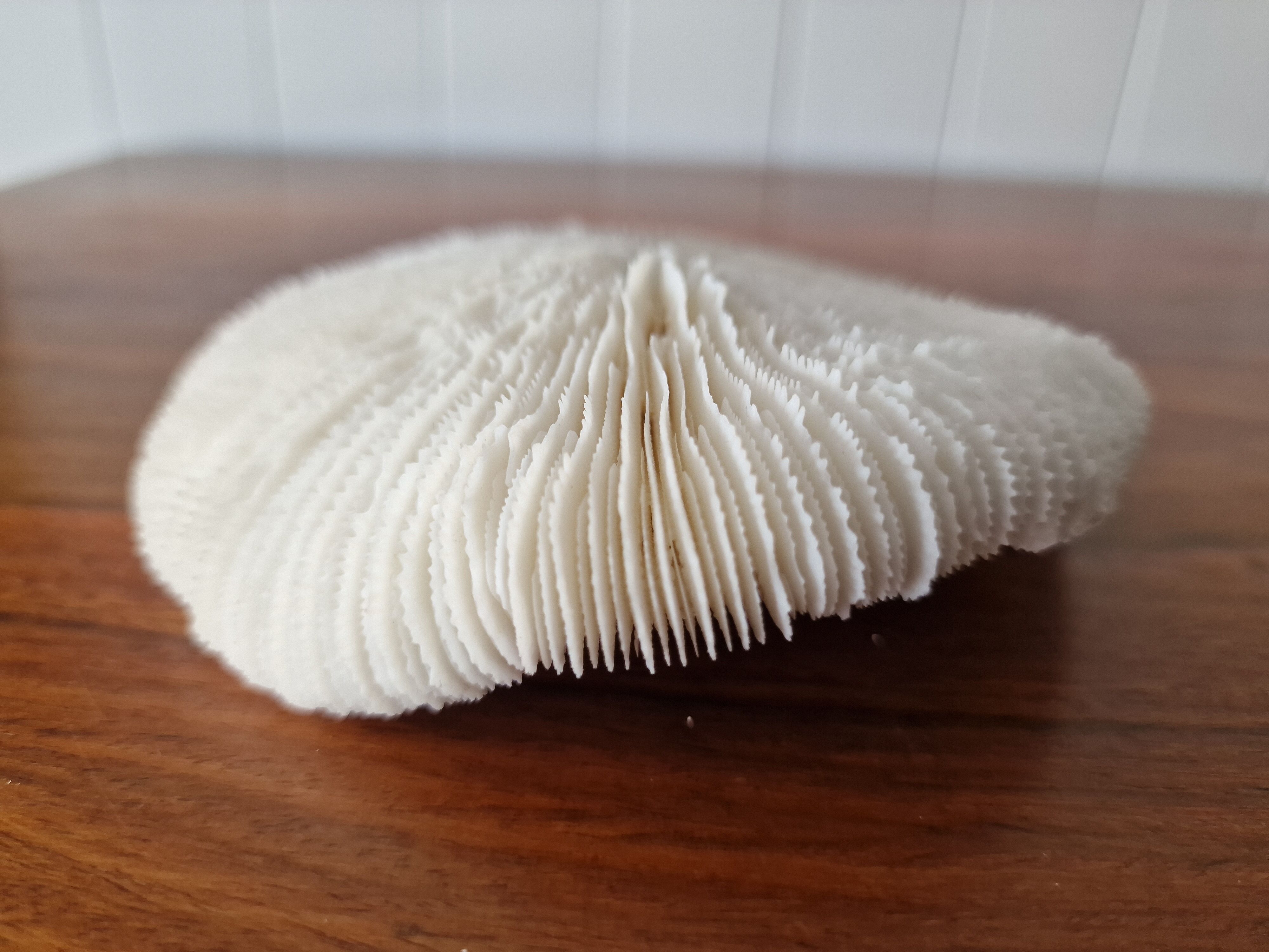Coral Fungia from the 1970s.