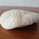 Coral Fungia from the 1970s.
