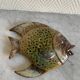 Ceramic fish
