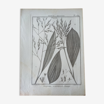 Vintage botanical poster grasses print engraving