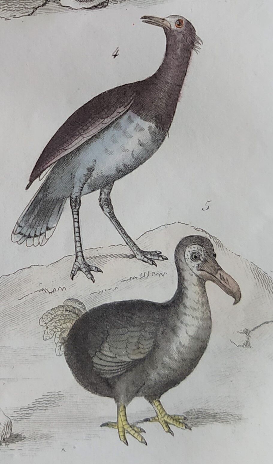 Planche Ornithologique originale " Autruche - Touyou - &c... " Buffon 1836