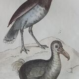 Original Ornithological plate "Ostrich - Touyou - &c..." Buffon 1836