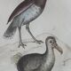 Planche Ornithologique originale " Autruche - Touyou - &c... " Buffon 1836