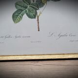 Lithograph under frame rose agathe meat