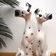 Vintage Dalmatian statuettes