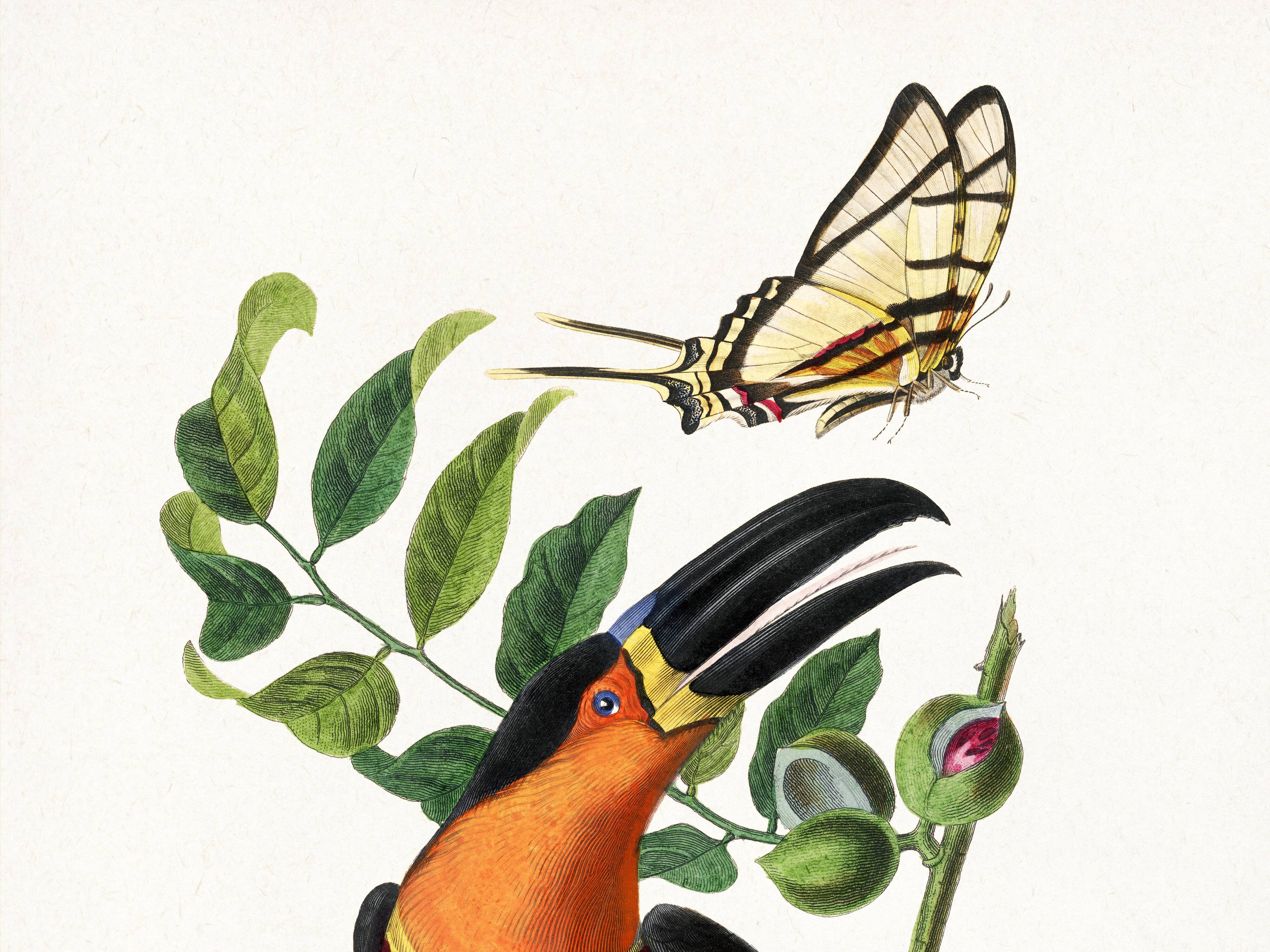 Poster about the toucan, based on an old engraving from 1842.