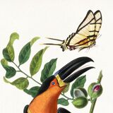 Poster about the toucan, based on an old engraving from 1842.