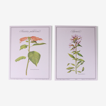 Lot 2 botanical posters